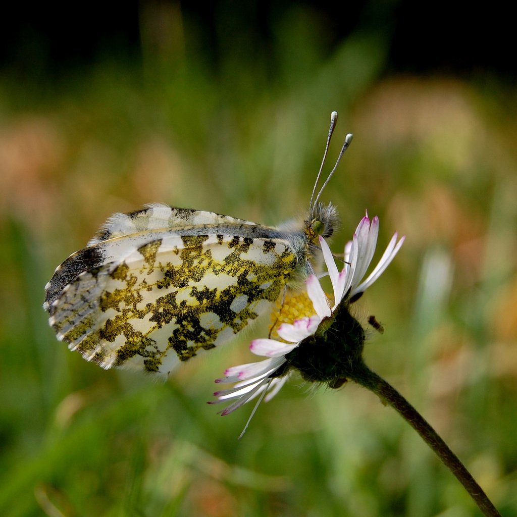 Обои лето, бабочка, маргаритка, summer, butterfly, daisy разрешение 2560x1600 Загрузить