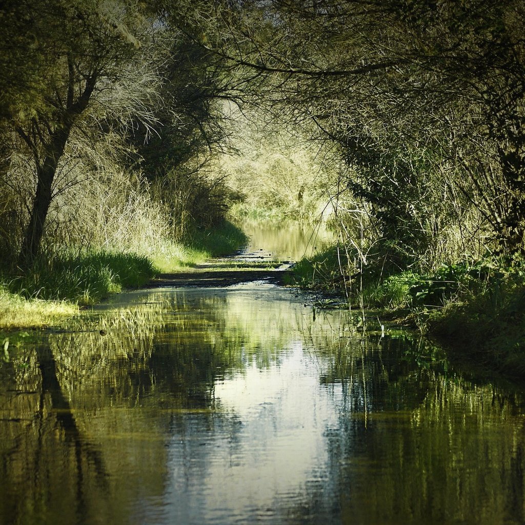 Обои трава, деревья, река, природа, лес, отражение, пейзаж, grass, trees, river, nature, forest, reflection, landscape разрешение 2560x1600 Загрузить