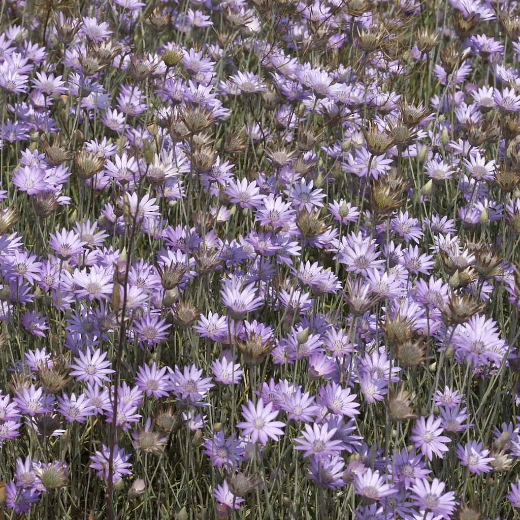 Обои цветы, полевой, сухоцвет, бессмертник, flowers, field, the dried flowers, helichrysum разрешение 2560x1600 Загрузить