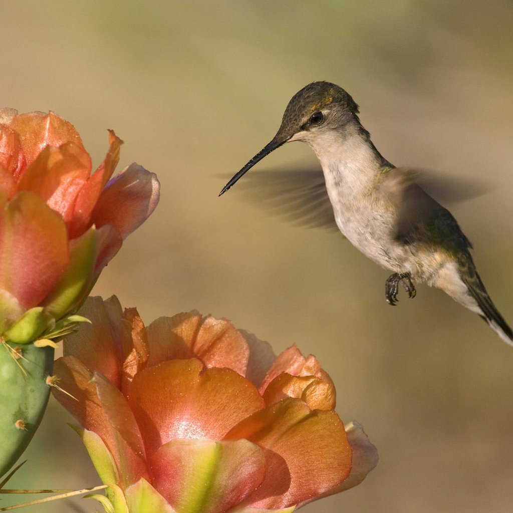 Обои природа, колибри, фон, пейзаж, цветок, птица, клюв, перья, кактус, nature, hummingbird, background, landscape, flower, bird, beak, feathers, cactus разрешение 1920x1200 Загрузить