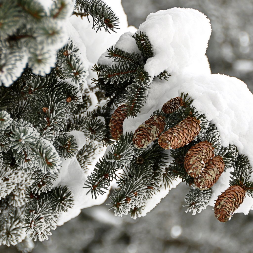 Обои ветка, снег, дерево, зима, иней, ель, шишки, branch, snow, tree, winter, frost, spruce, bumps разрешение 1920x1200 Загрузить
