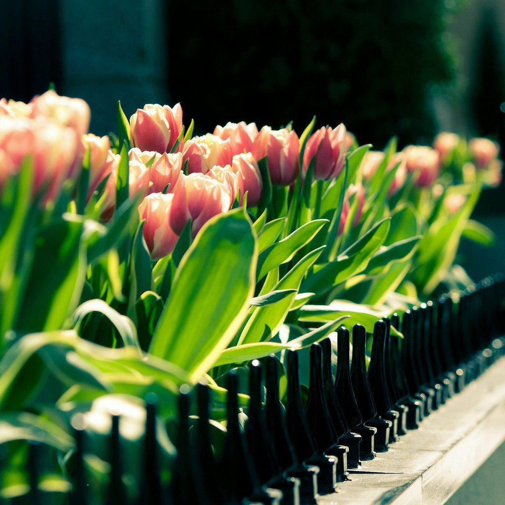 Обои цветы, тюльпаны, flowers, tulips разрешение 1920x1200 Загрузить