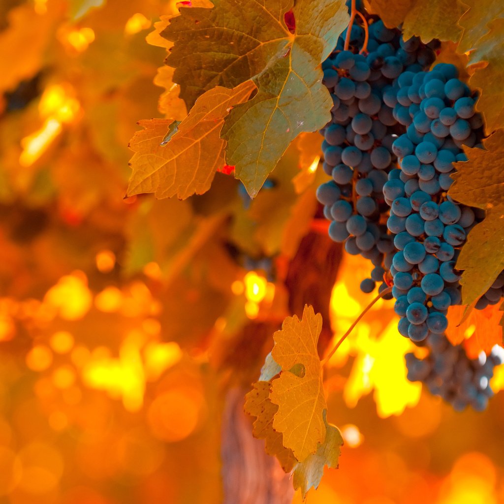 Осенний виноград