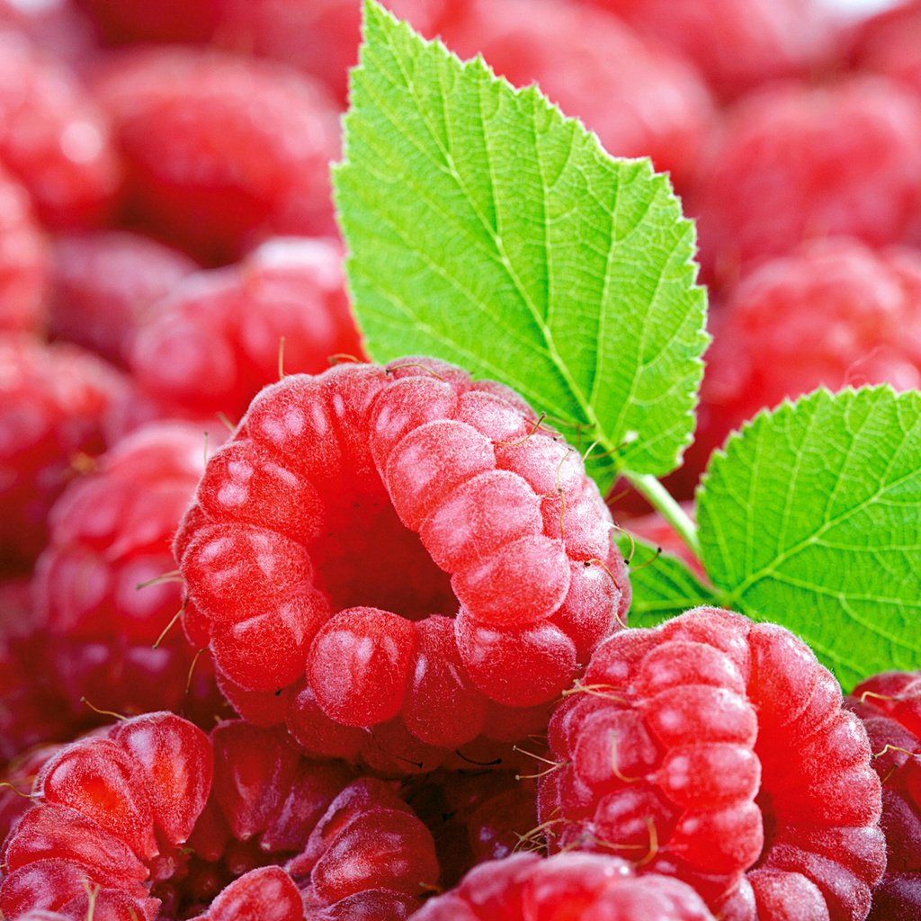 Обои малина, ягоды, листочек, малина и листок, raspberry, berries, leaf, and raspberry leaf разрешение 1920x1200 Загрузить