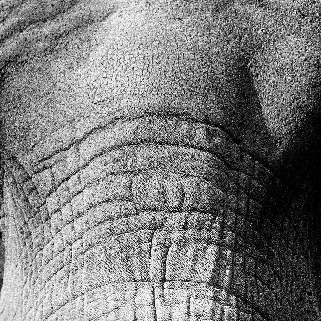 Обои слон, чёрно-белое, крупным планом, elephant, black and white, closeup разрешение 2048x1280 Загрузить