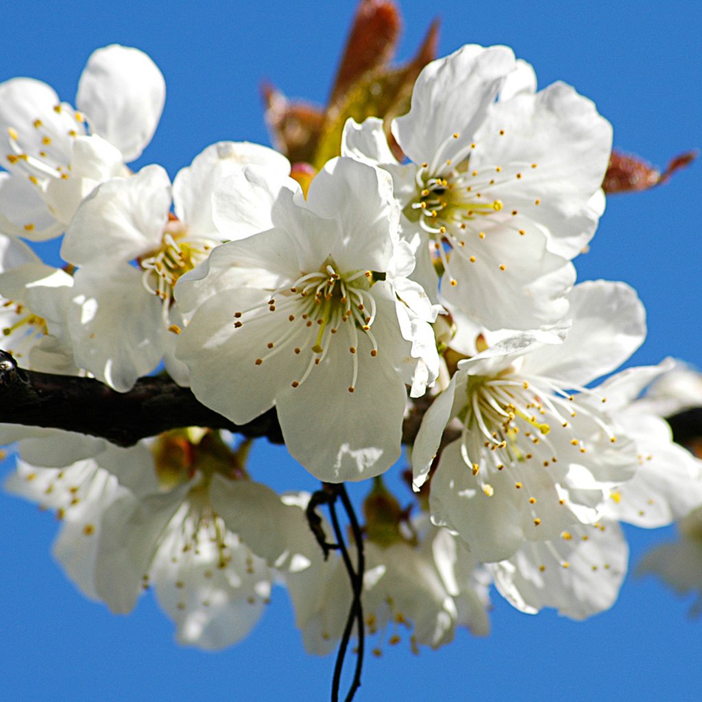 Обои цветы, ветка, цветение, цветок, лепестки, весна, вишня, flowers, branch, flowering, flower, petals, spring, cherry разрешение 1920x1200 Загрузить