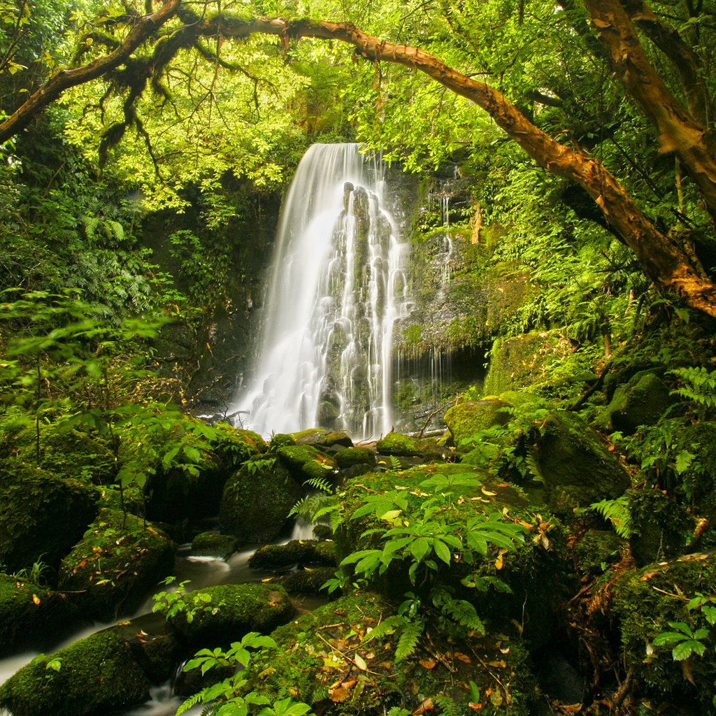 Обои камни, растения, водопад, мох, папоротник, stones, plants, waterfall, moss, fern разрешение 1920x1080 Загрузить