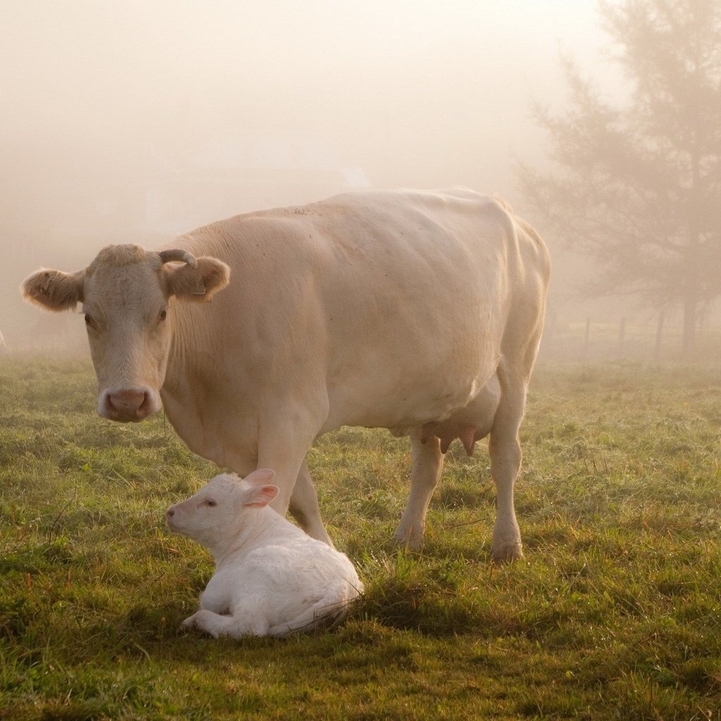 Обои трава, животные, туман, забота, корова, коровы, телёнок, корова с теленком, grass, animals, fog, care, cow, cows, calf, cow with calf разрешение 1920x1200 Загрузить