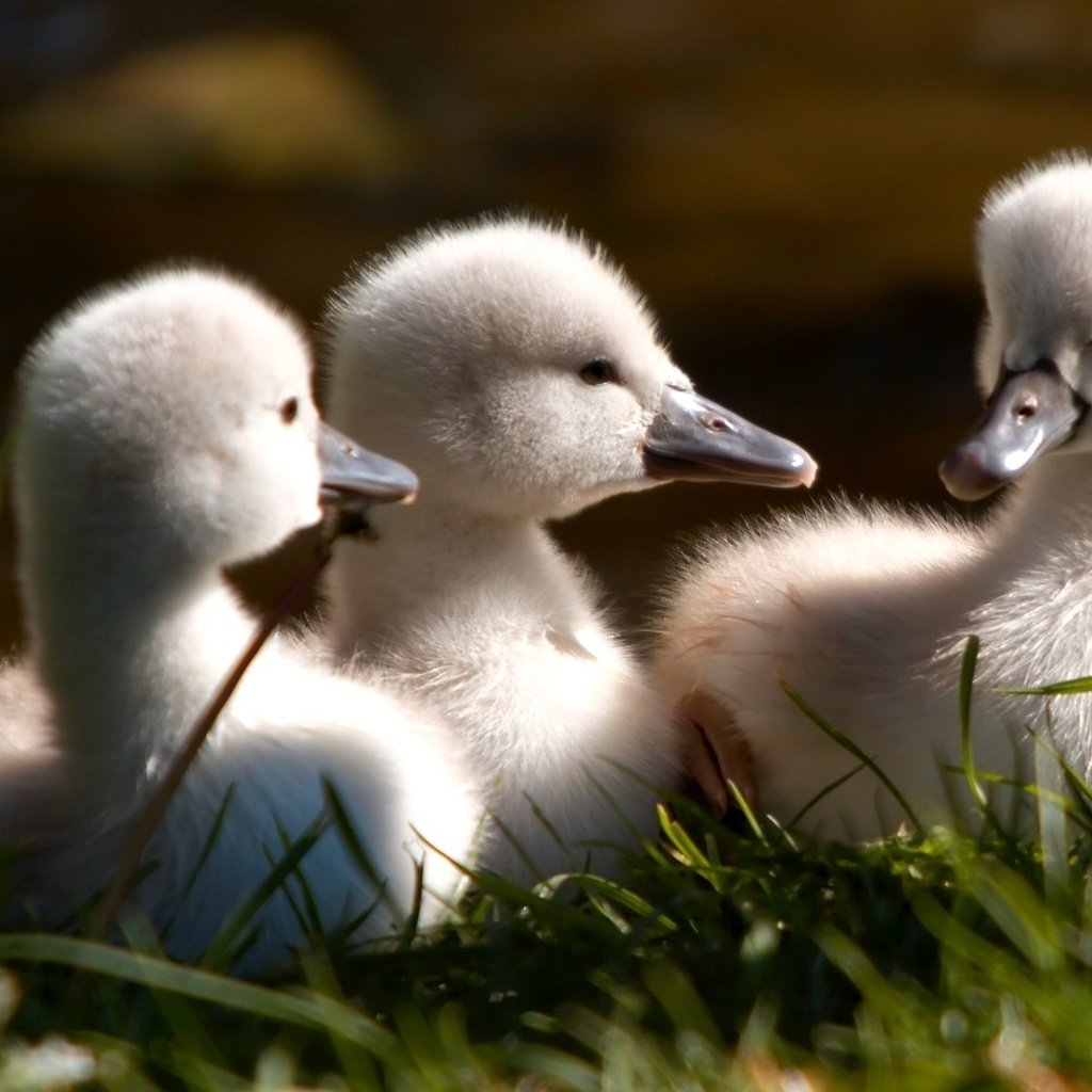 Обои трава, птицы, клюв, лебедь, птенцы, лебедята, grass, birds, beak, swan, chicks, the lebeda разрешение 1920x1200 Загрузить