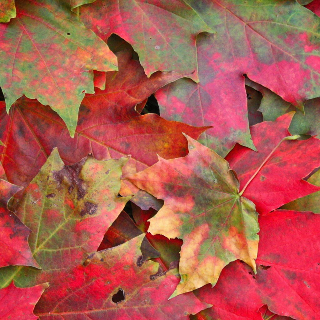 Обои природа, листья, макро, осень, клен, листопад, nature, leaves, macro, autumn, maple, falling leaves разрешение 1920x1200 Загрузить