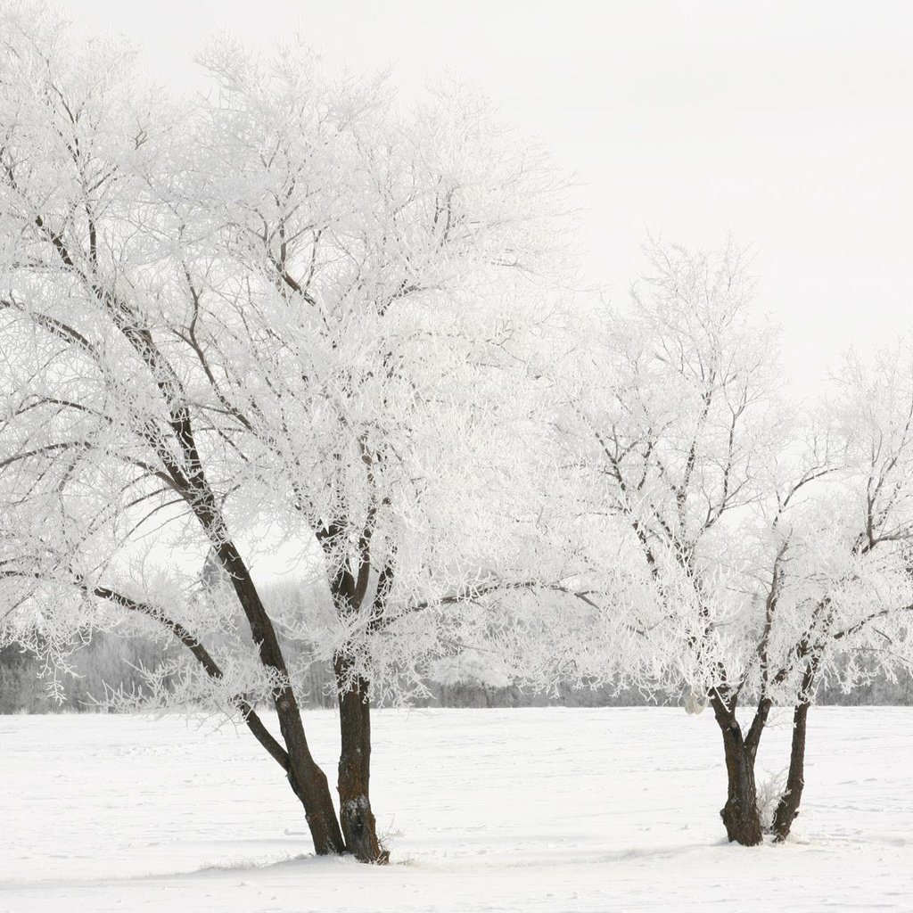 Обои снег, дерево, зима, snow, tree, winter разрешение 1920x1200 Загрузить