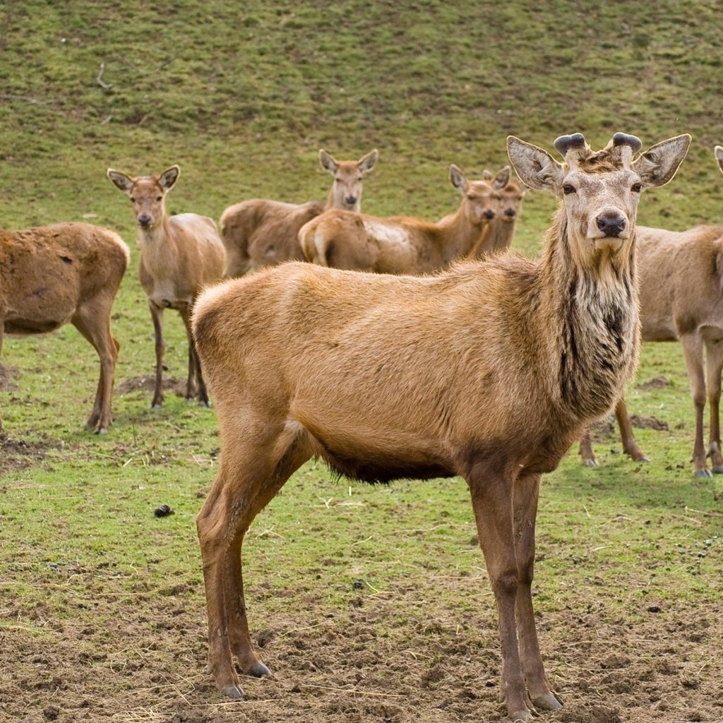 Обои олени, deer разрешение 1920x1200 Загрузить