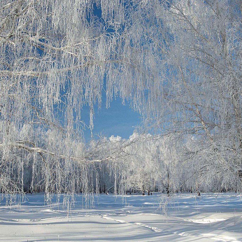Обои снег, лес, зима, иней, snow, forest, winter, frost разрешение 1920x1200 Загрузить