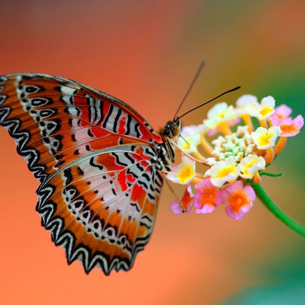 Обои макро, насекомое, цветок, бабочка, крылья, пыльца, нектар, macro, insect, flower, butterfly, wings, pollen, nectar разрешение 1920x1200 Загрузить