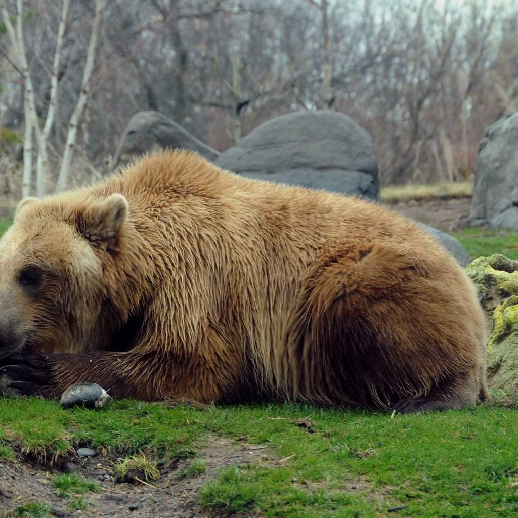 Обои природа, камни, медведь, хищник, гризли, nature, stones, bear, predator, grizzly разрешение 1920x1200 Загрузить