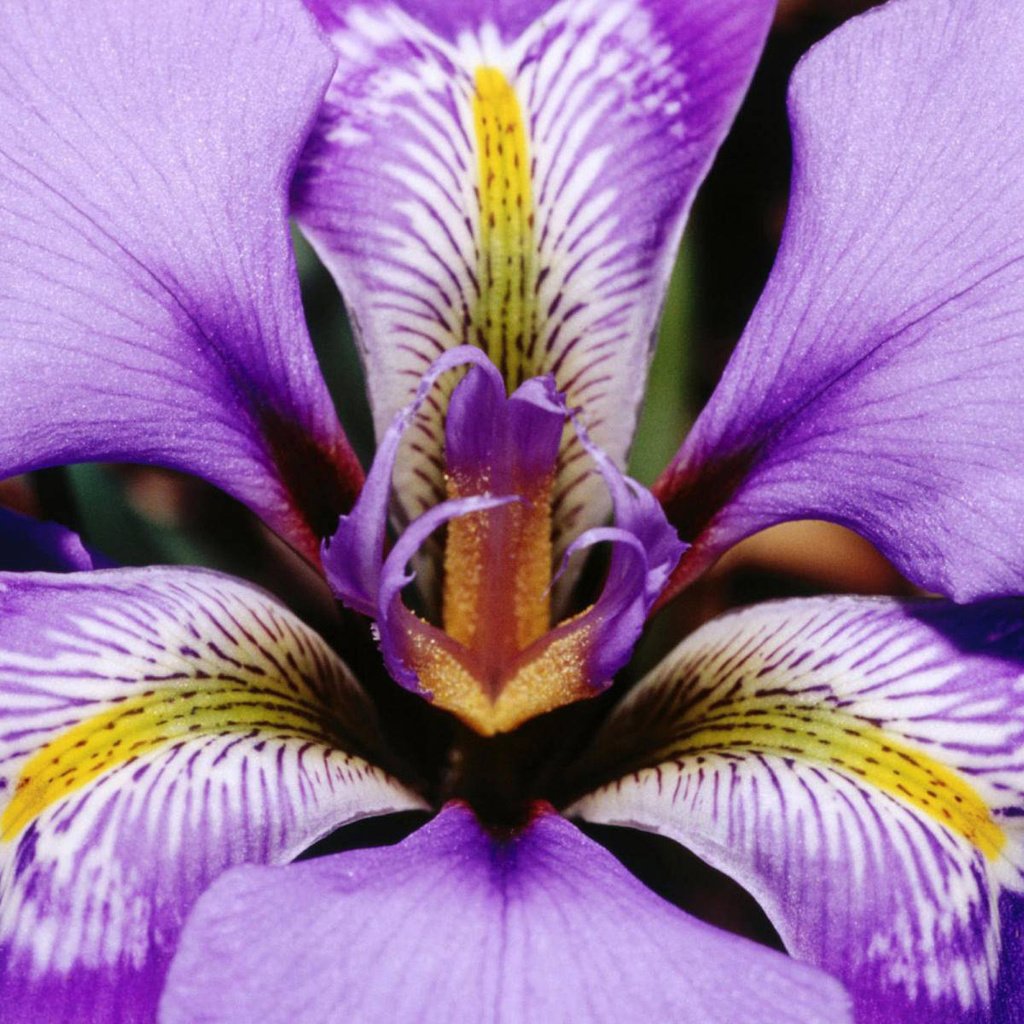 Обои макро, цветок, лепестки, фиолетовый, ирис, macro, flower, petals, purple, iris разрешение 1920x1200 Загрузить