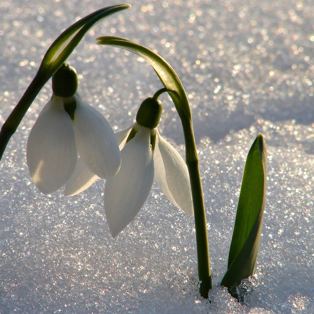 Обои цветы, снег, весна, подснежники, flowers, snow, spring, snowdrops разрешение 2560x1600 Загрузить