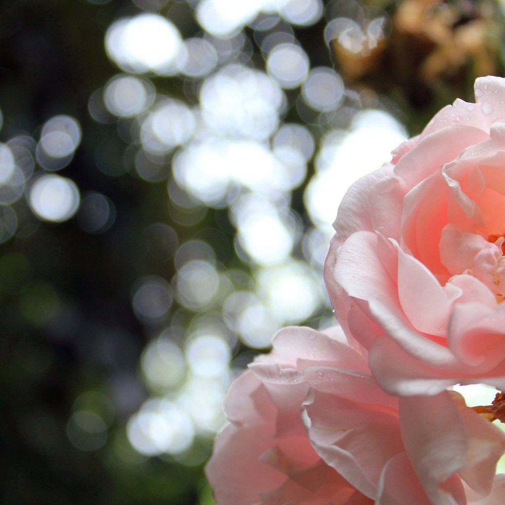 Обои цветы, природа, розы, роза, лепестки, красивая, боке, flowers, nature, roses, rose, petals, beautiful, bokeh разрешение 1920x1200 Загрузить