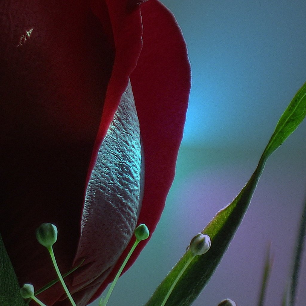 Обои цветок, роза, красная, витраж, flower, rose, red, stained glass разрешение 1920x1080 Загрузить