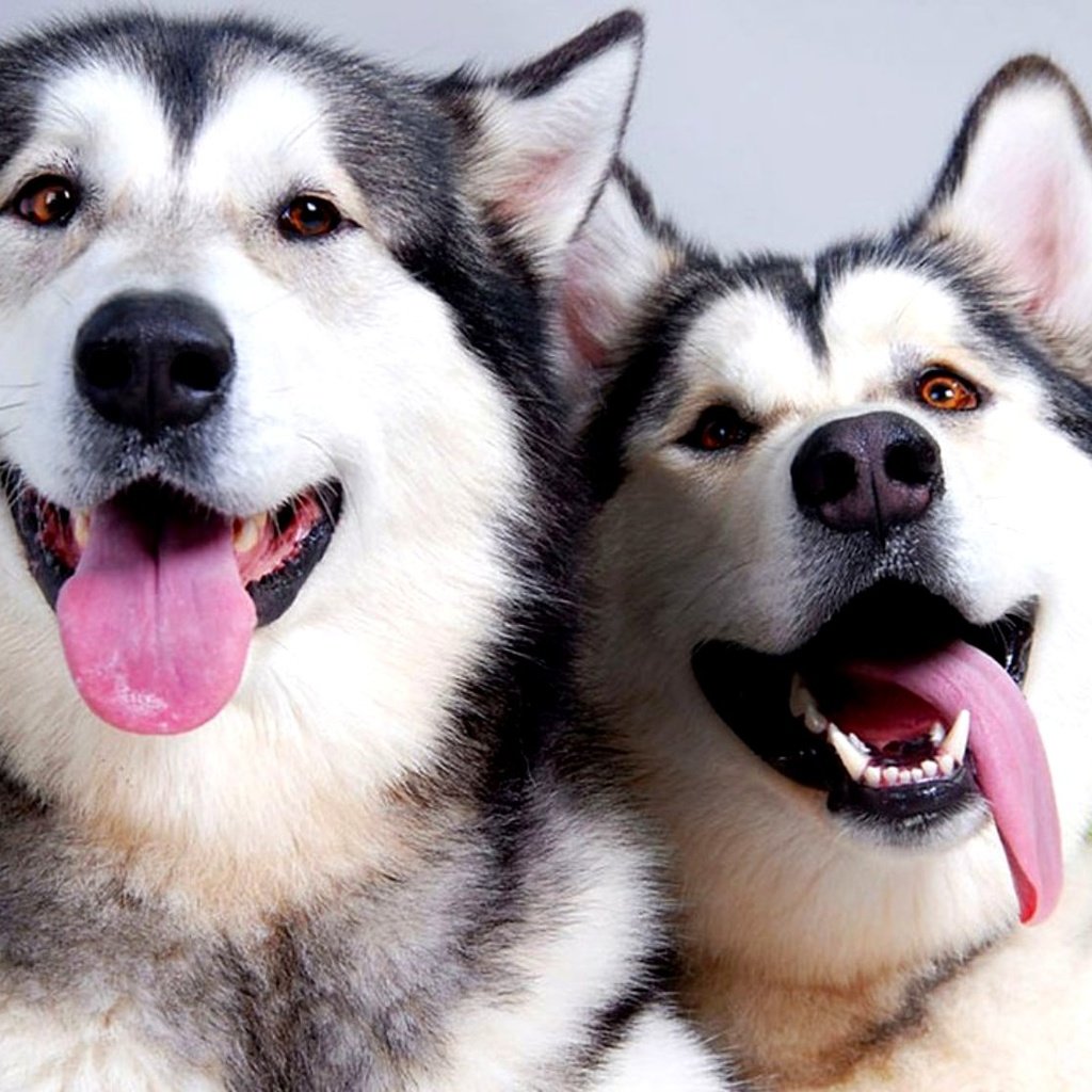 Обои пара, отдых, хаски, язык, собаки, pair, stay, husky, language, dogs разрешение 2000x1125 Загрузить