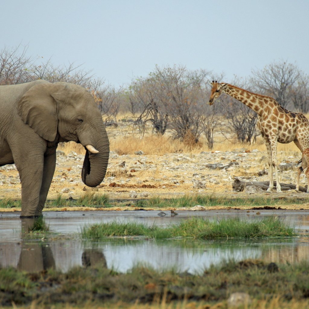 Жираф и слон фото