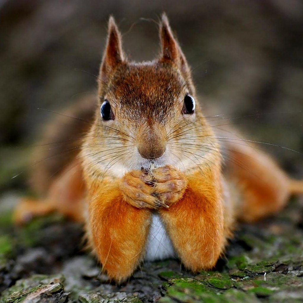 Обои дерево, животное, белка, зверек, белочка, грызун, tree, animal, protein, squirrel, rodent разрешение 2000x1305 Загрузить