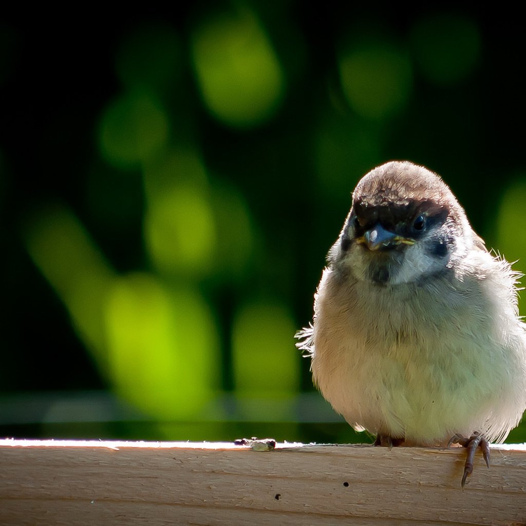 Обои крылья, птица, клюв, воробей, перья, wings, bird, beak, sparrow, feathers разрешение 1920x1080 Загрузить