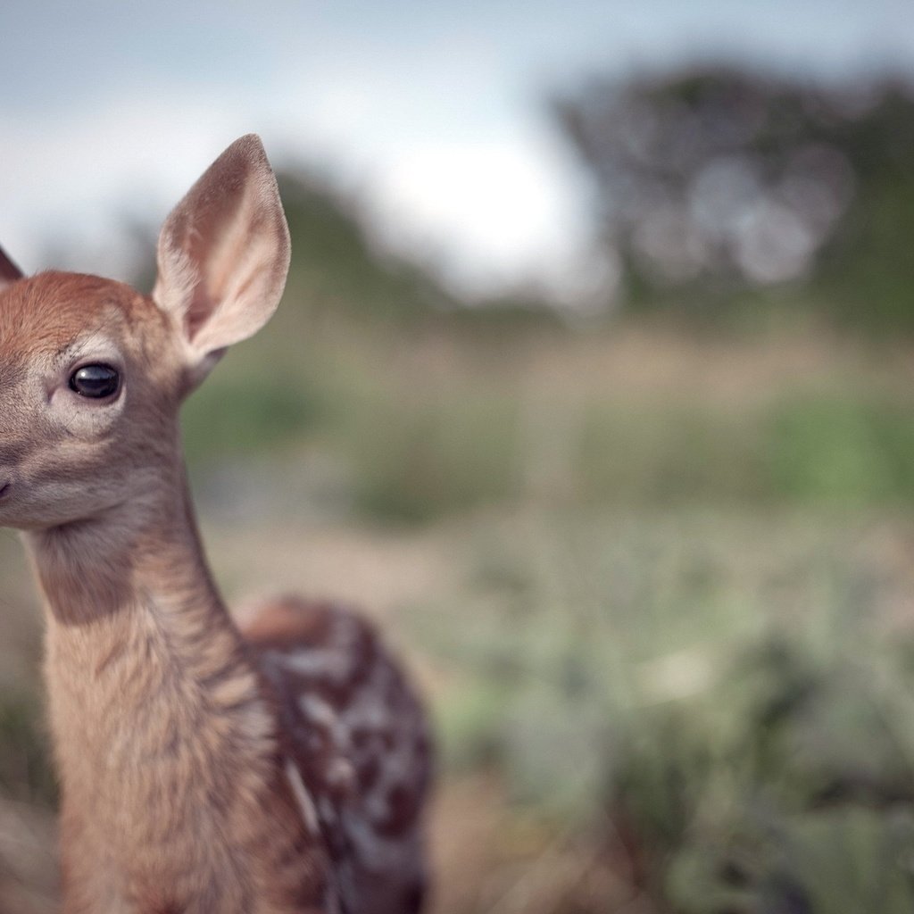 Обои природа, олень, фон, детеныш, олененок, nature, deer, background, cub, fawn разрешение 1920x1200 Загрузить