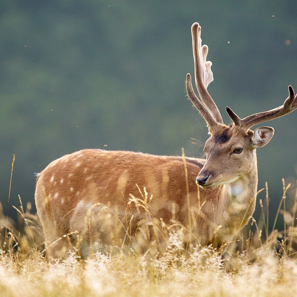 Обои трава, природа, лес, олень, рога, grass, nature, forest, deer, horns разрешение 1920x1200 Загрузить