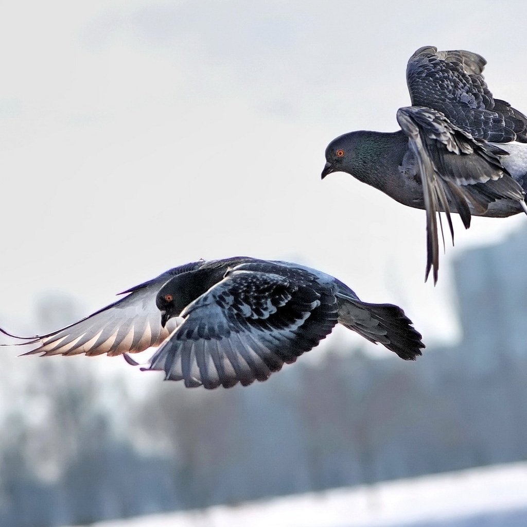 Обои небо, полет, город, крылья, птицы, пара, голуби, the sky, flight, the city, wings, birds, pair, pigeons разрешение 1920x1200 Загрузить