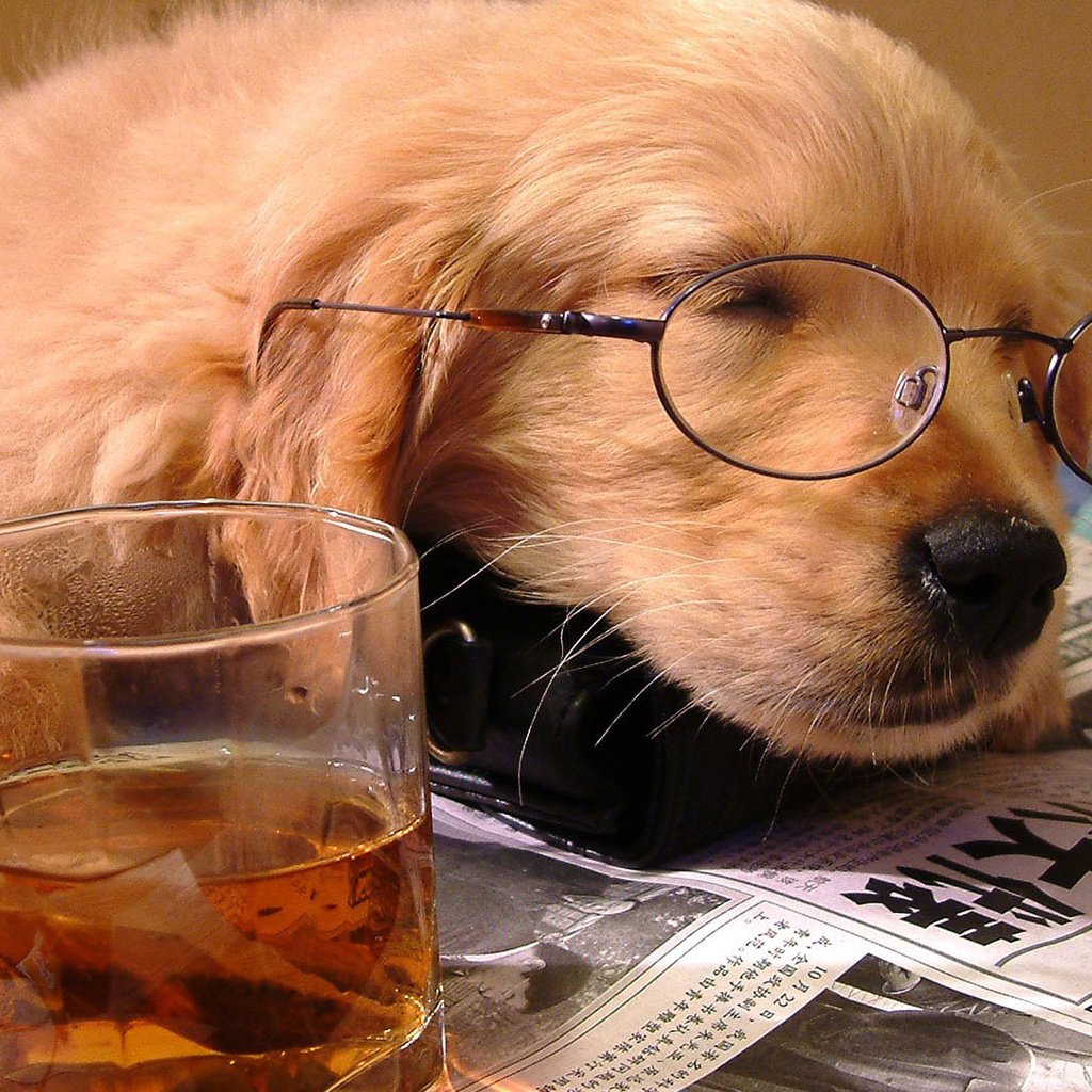 Обои очки, стакан, сон, собака, щенок, отдых, друг, чай, газета, glasses, glass, sleep, dog, puppy, stay, each, tea, newspaper разрешение 1920x1080 Загрузить