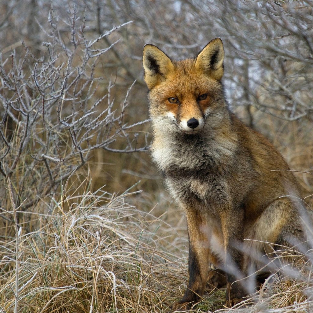 Обои трава, лес, кусты, лиса, лисица, grass, forest, the bushes, fox разрешение 2560x1600 Загрузить