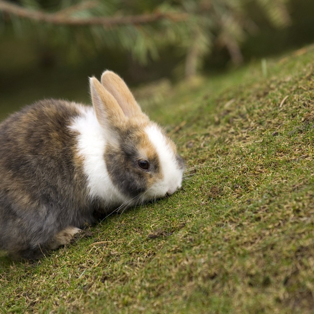 Обои трава, кролик, расцветка, резкость, grass, rabbit, colors, sharpness разрешение 1920x1200 Загрузить