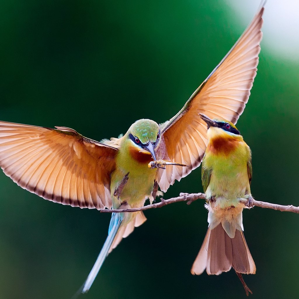 Обои ветка, крылья, птицы, пара, пчелоед, щурка золотистая, branch, wings, birds, pair, peeled, golden bee-eater разрешение 1920x1200 Загрузить