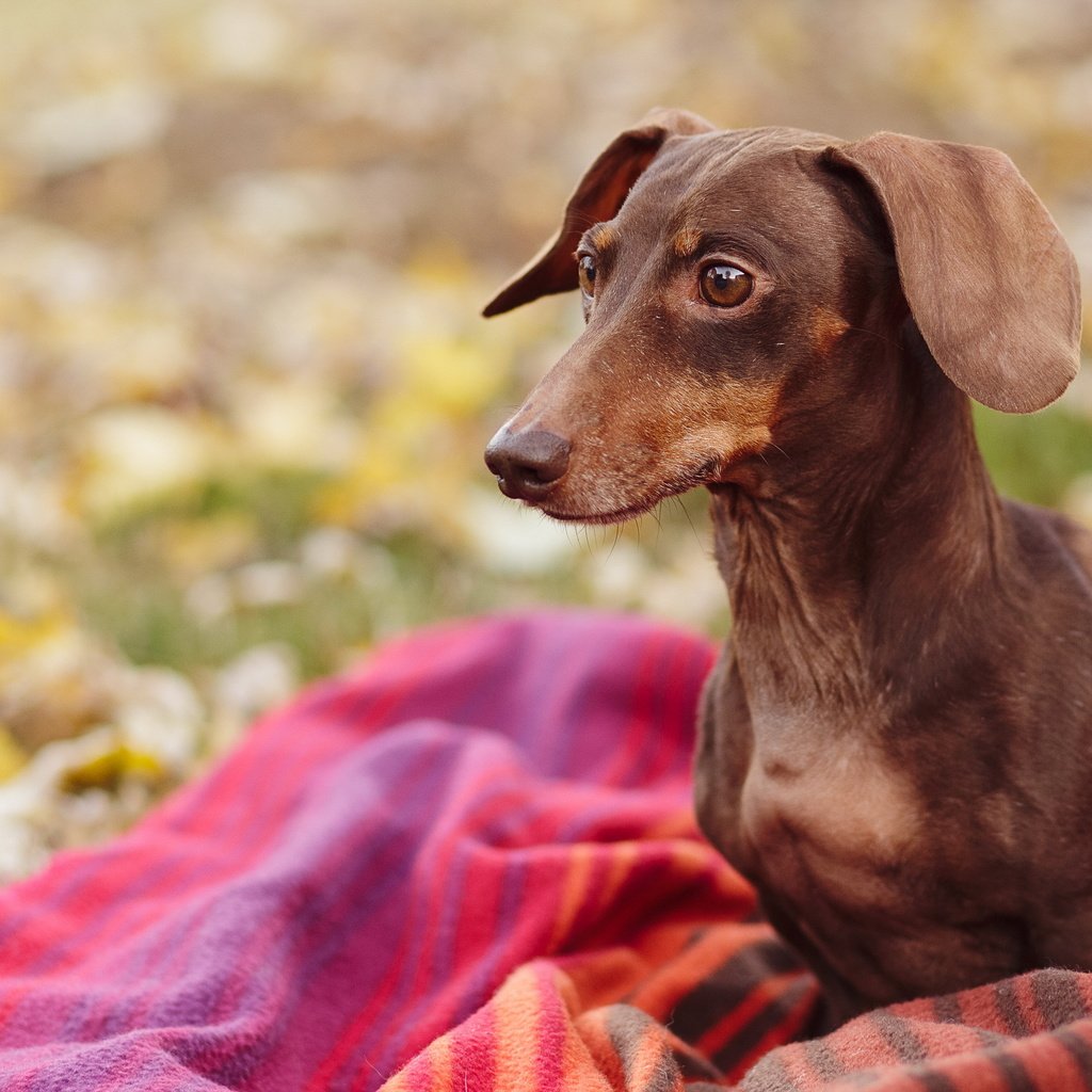 Обои природа, взгляд, собака, плед, такса, nature, look, dog, plaid, dachshund разрешение 2560x1600 Загрузить