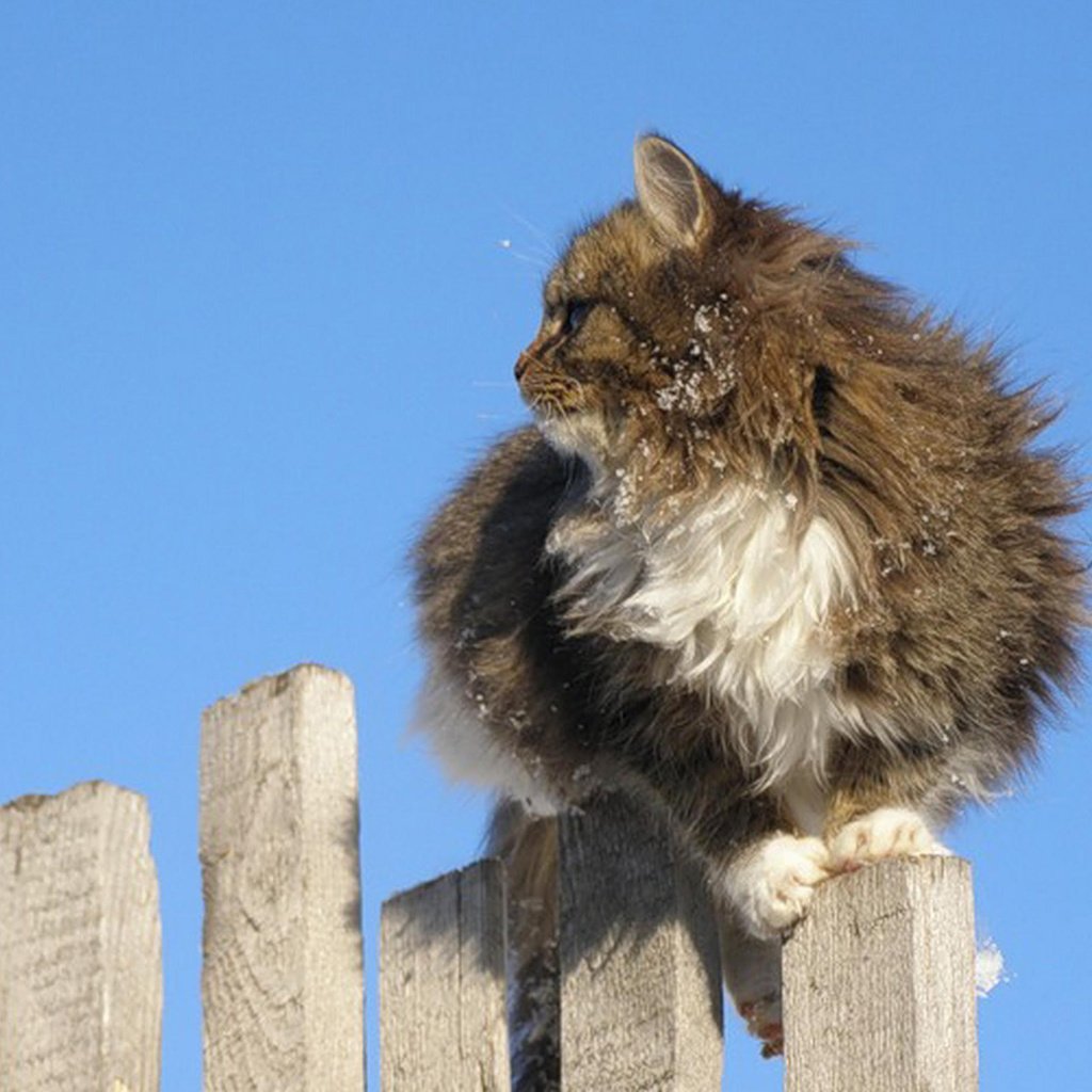 Обои небо, кот, кошка, забор, пушистый, серо-белый, the sky, cat, the fence, fluffy, grey white разрешение 2560x1600 Загрузить