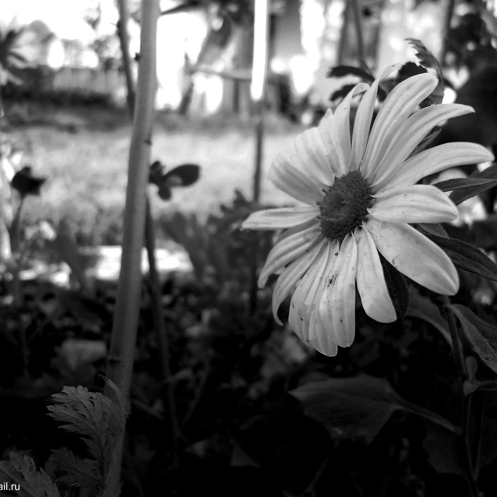 Обои цветок, черно белый, лепестки, flower, black and white, petals разрешение 4000x3000 Загрузить