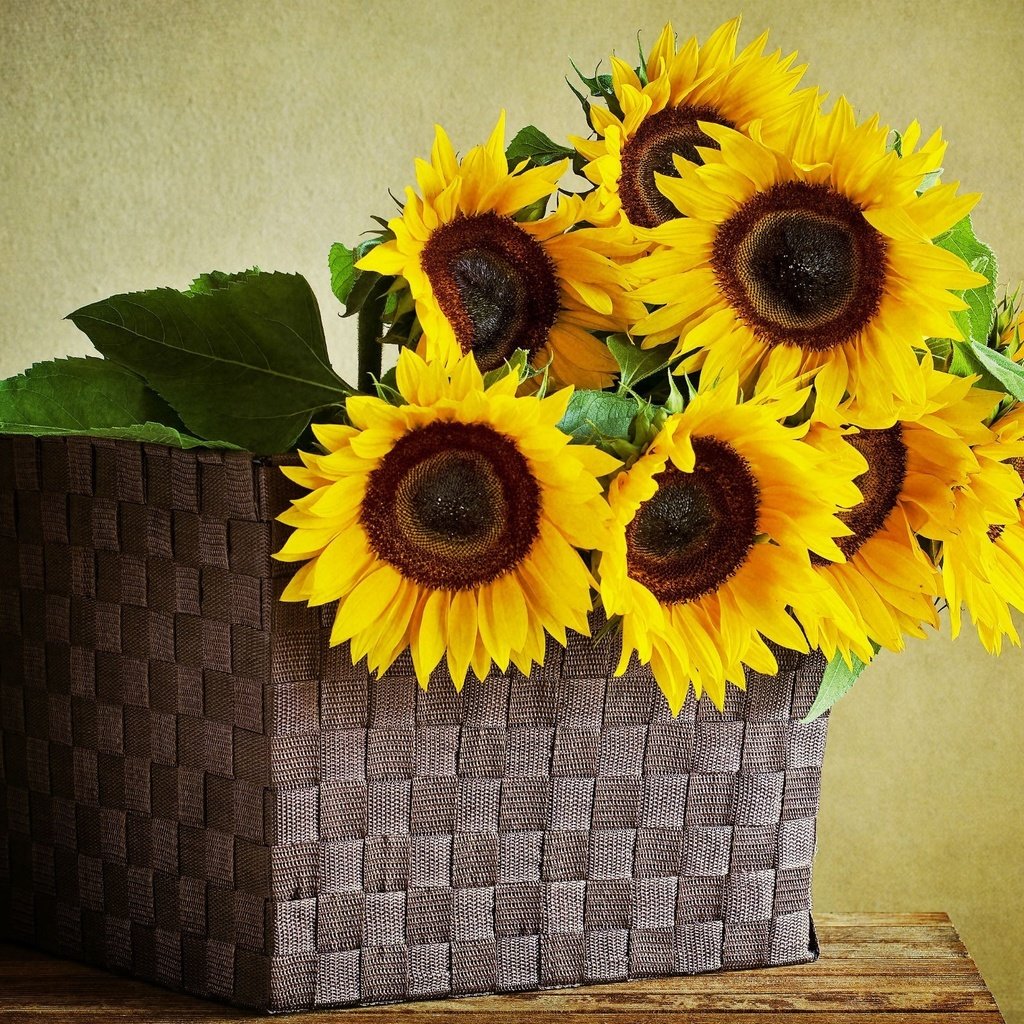 Обои цветы, листья, подсолнухи, корзинка, korzina, podsolnuxi, zheltye, listya, flowers, leaves, sunflowers, basket разрешение 2131x1520 Загрузить