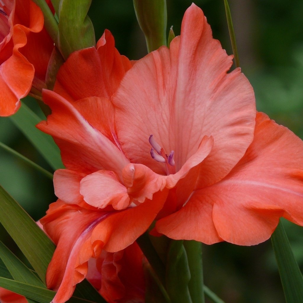 Обои гладиолус, cvety, priroda, gladiolus разрешение 1920x1200 Загрузить