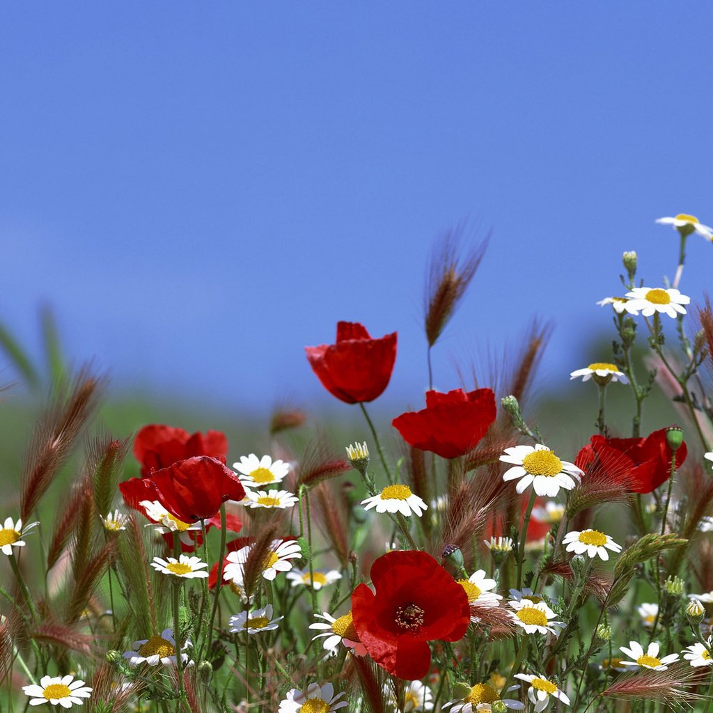 Обои небо, цветы, лето, маки, ромашки, the sky, flowers, summer, maki, chamomile разрешение 3840x1200 Загрузить