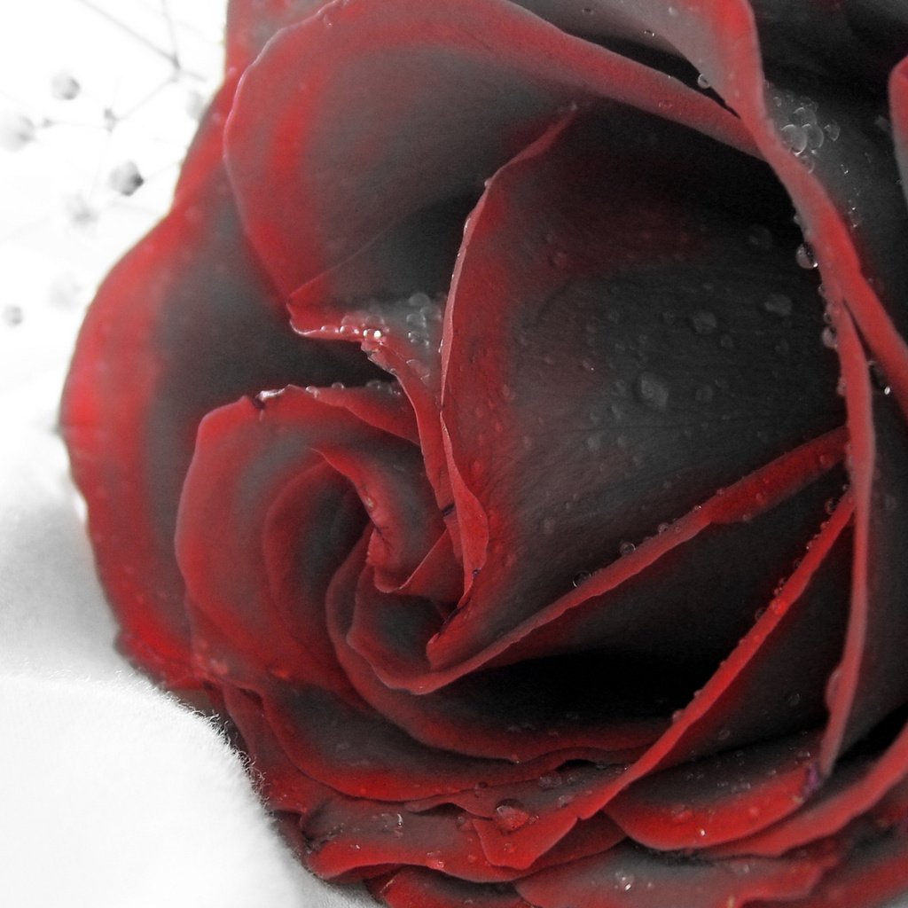 Красная роза на черном