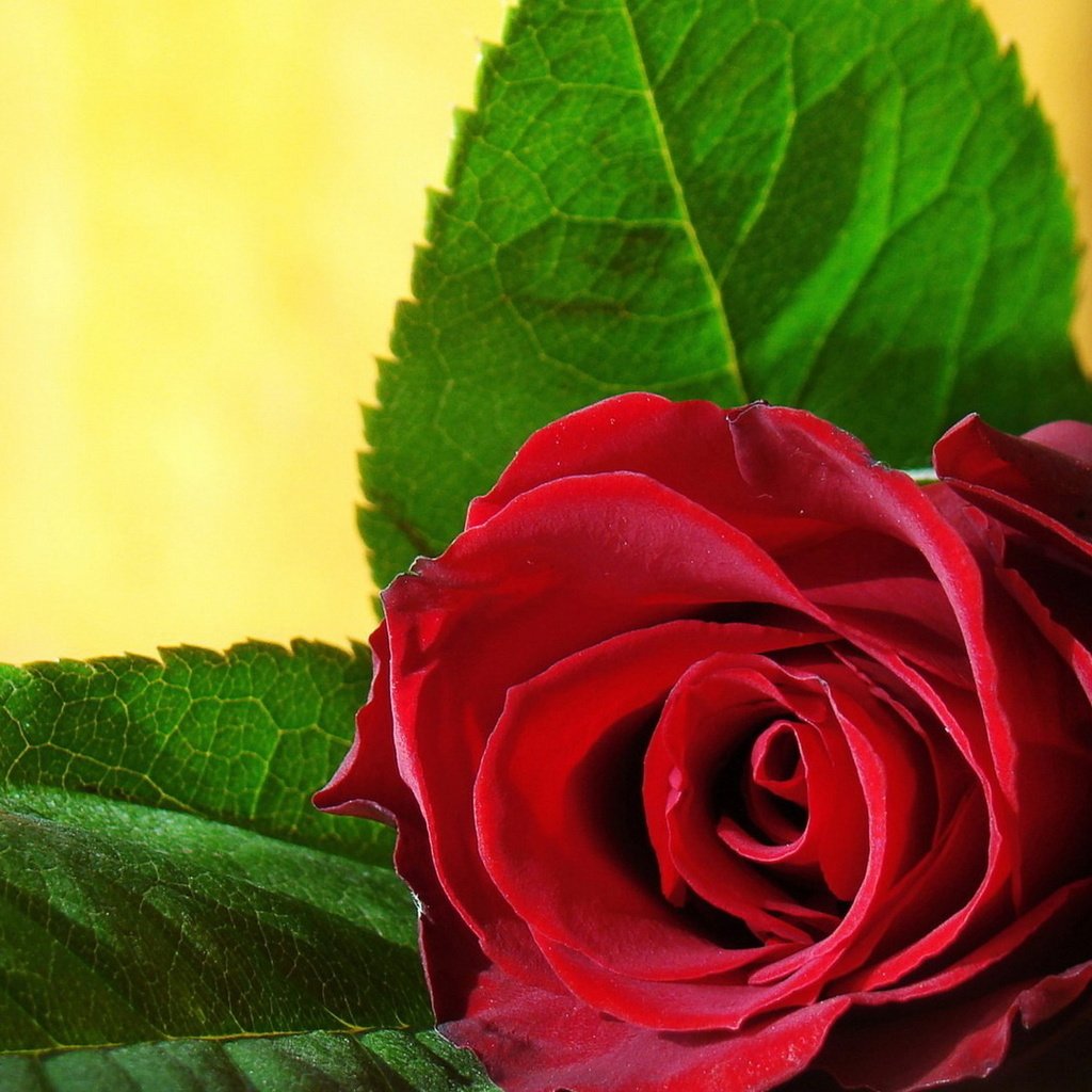 Обои роза, красная, listya, buton, roza, rose, red разрешение 1920x1200 Загрузить