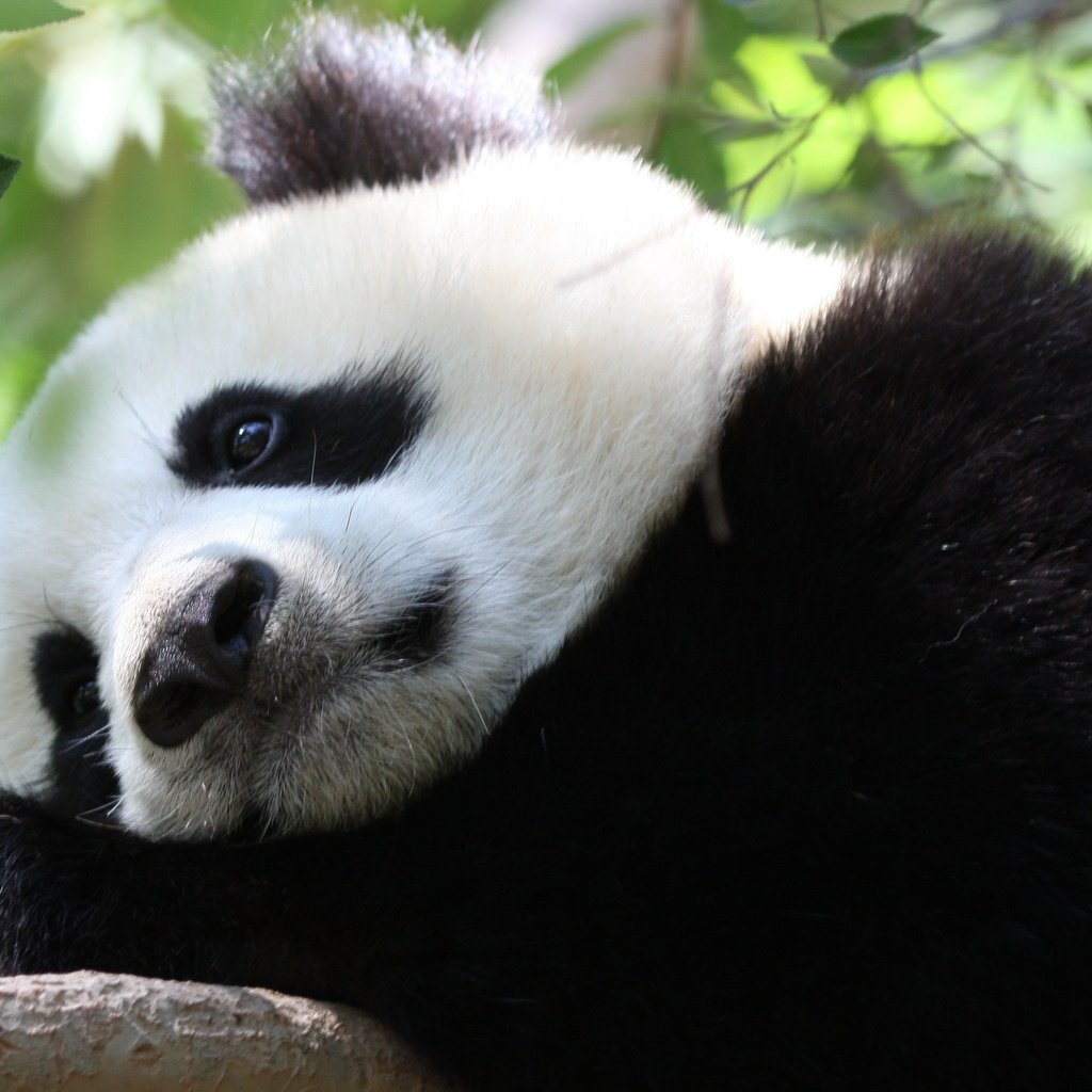 Обои панда, бамбуковый медведь, большая панда, panda, bamboo bear, the giant panda разрешение 3570x2008 Загрузить