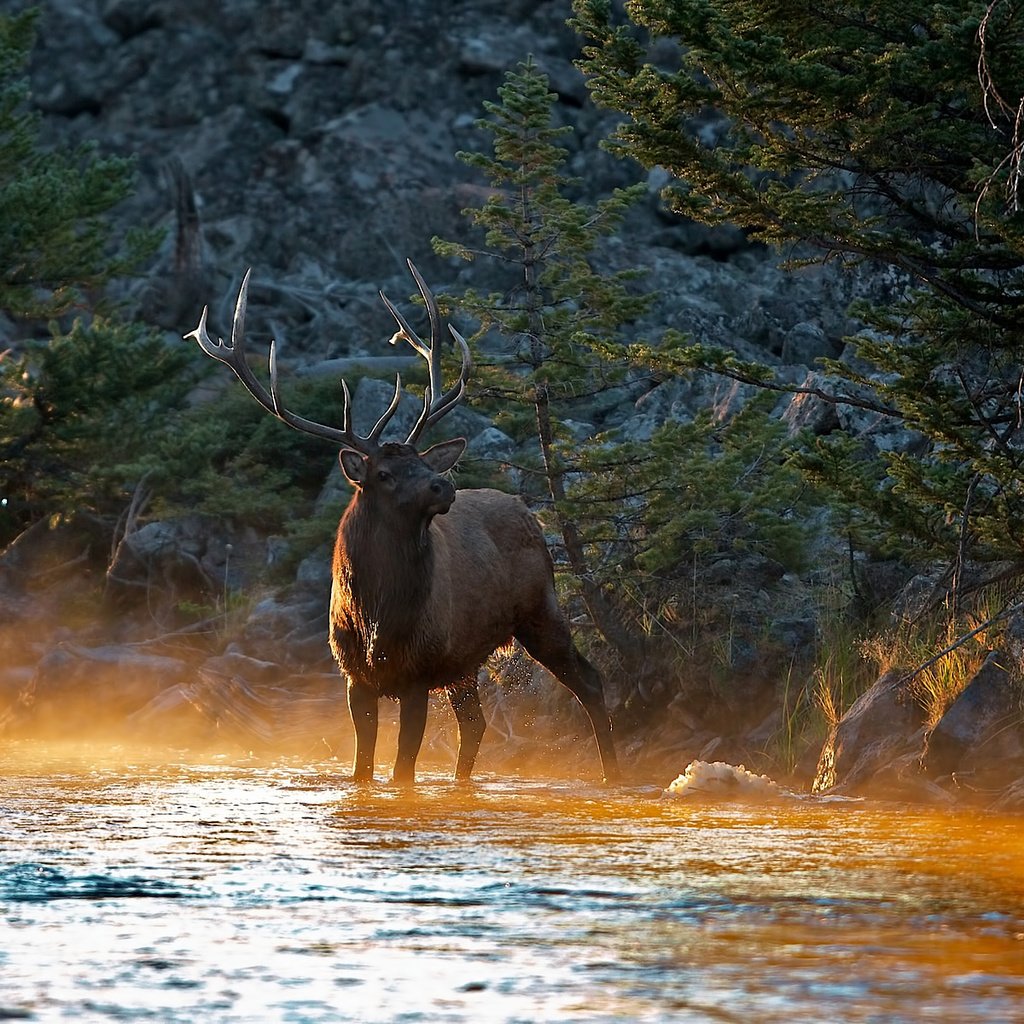 Обои река, солнце, лес, олень, лучи, утро, животные, рога, river, the sun, forest, deer, rays, morning, animals, horns разрешение 1920x1200 Загрузить