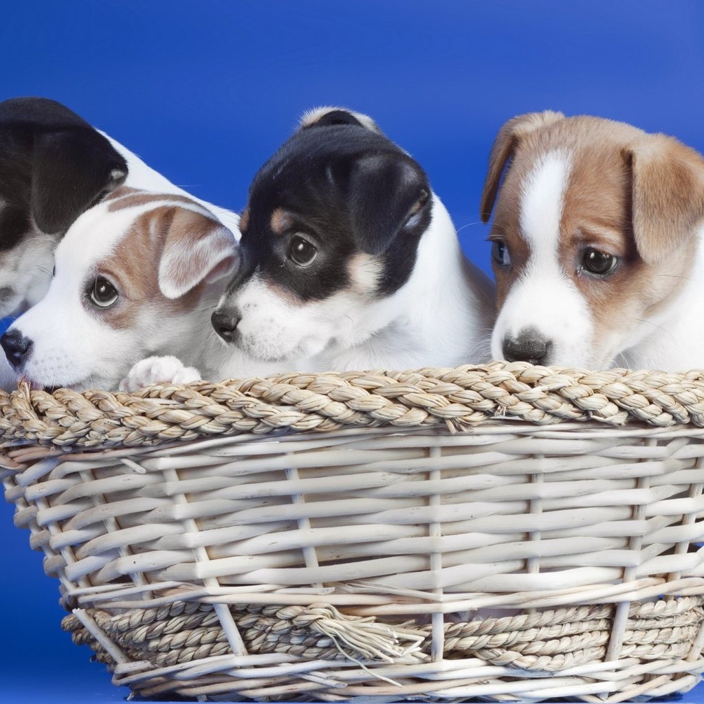 Обои корзина, щенки, синий фон, собаки, basket, puppies, blue background, dogs разрешение 1920x1200 Загрузить