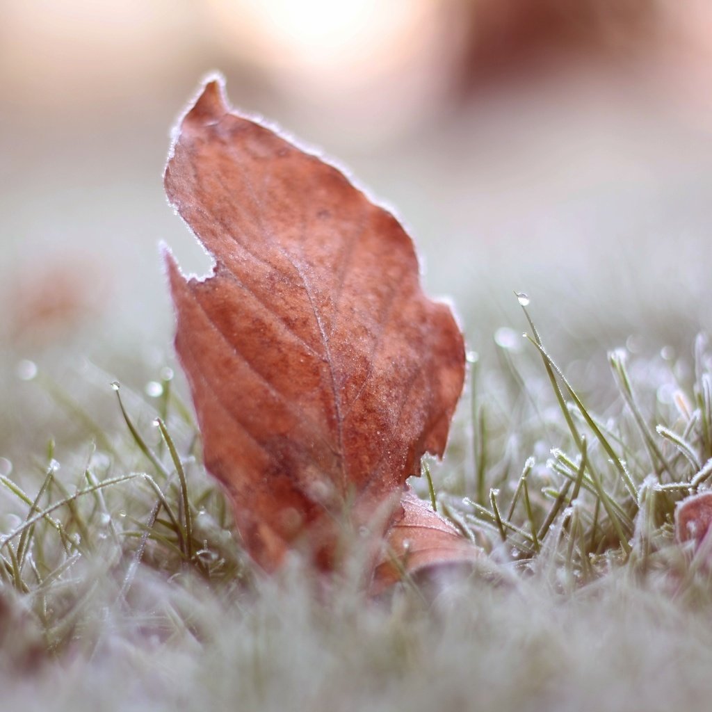 Обои трава, листья, макро, иней, осень, grass, leaves, macro, frost, autumn разрешение 3888x2592 Загрузить