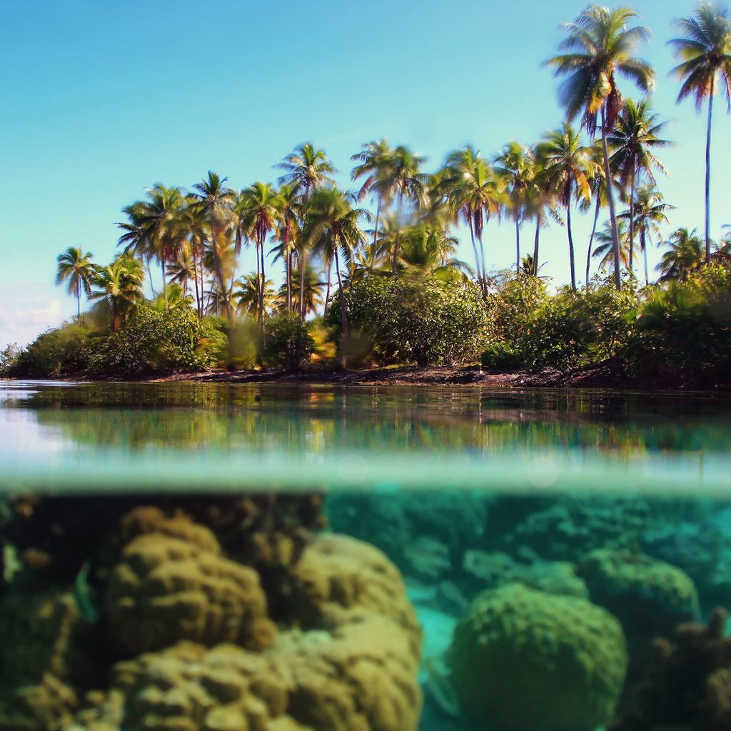 Обои море, пальмы, под водой, тропики, sea, palm trees, under water, tropics разрешение 1920x1080 Загрузить