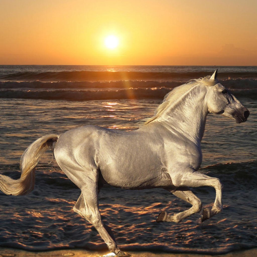 Обои лошадь, пляж, вода, рассвет, солнце, волна, природа, океан, закат, конь, скачет, море, жеребец, животные, песок, horse, beach, water, dawn, the sun, wave, nature, the ocean, sunset, jump, sea, stallion, animals, sand разрешение 1920x1080 Загрузить