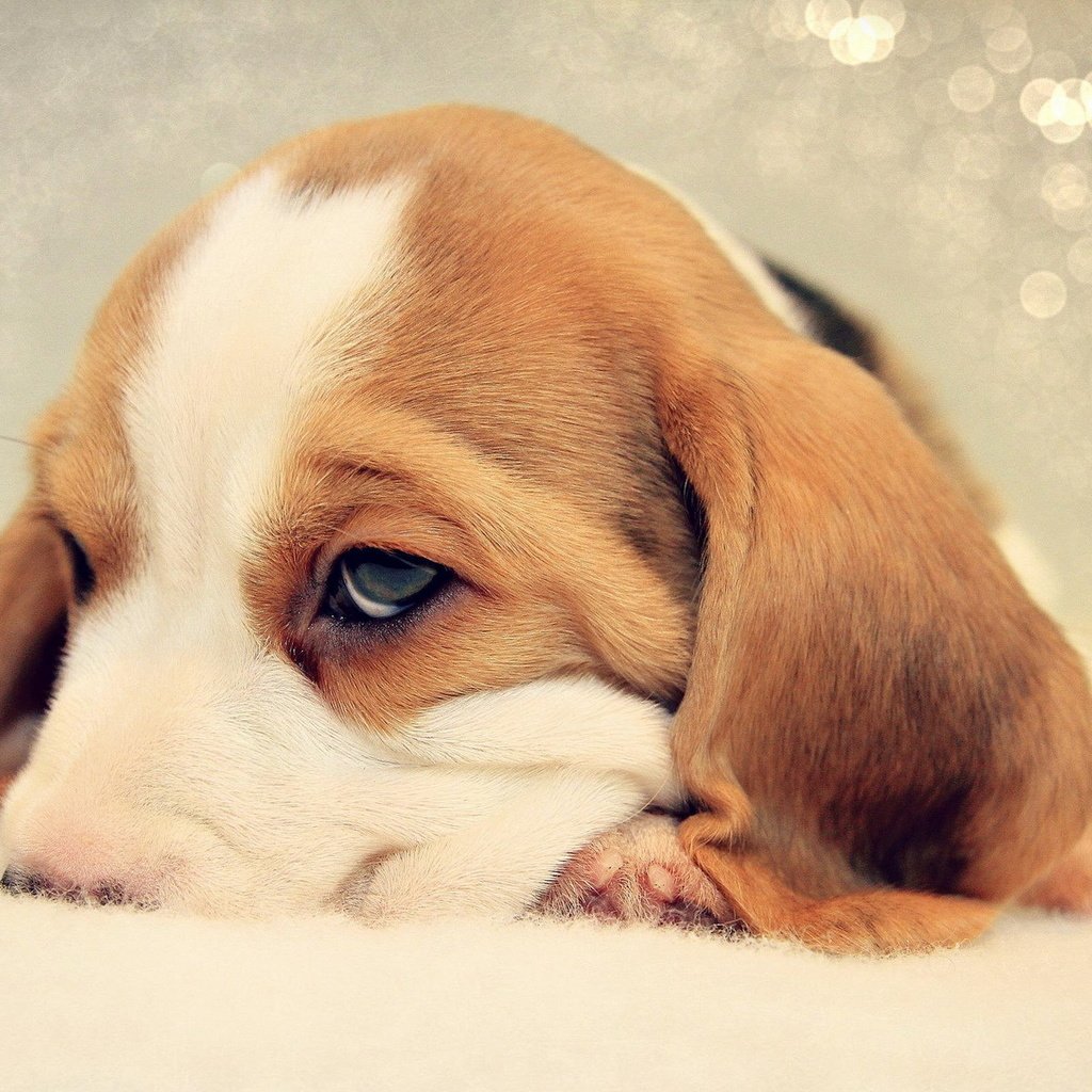 Обои грусть, собака, щенок, бигль, sadness, dog, puppy, beagle разрешение 1920x1200 Загрузить