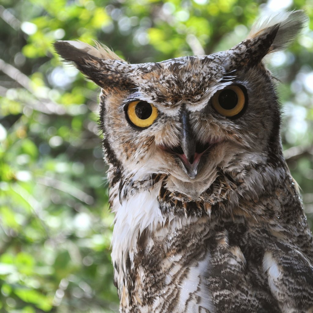 Обои сова, природа, птица, клюв, уши, рогатая сова, owl, nature, bird, beak, ears разрешение 4288x2848 Загрузить